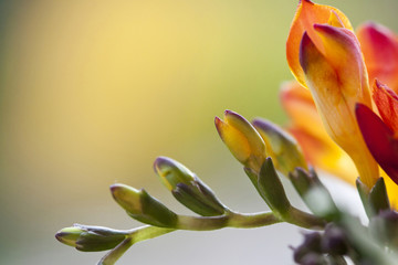 Close up on freesia flowers