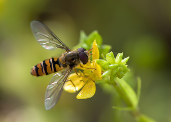 Hoverfly on yellow flower