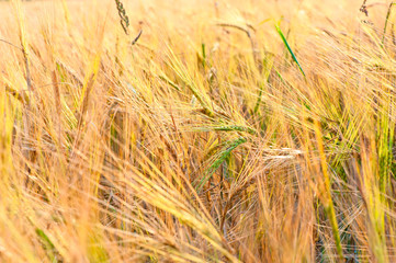 green ears of wheat in the yellow field of Russian