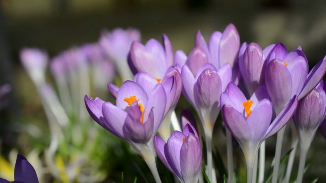 Bl&uuml;hender Crocus