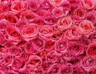 Pink roses background - 61556620