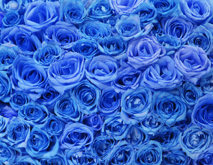 Blue roses background