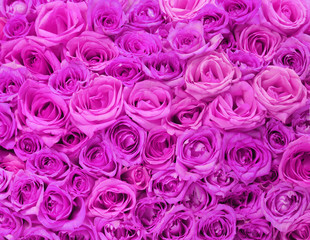 Fuchsia Roses. Background