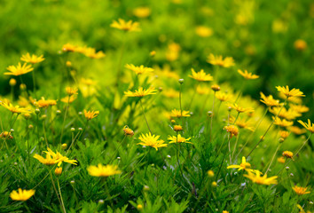 Panele Szklane Podświetlane  Wiosenne tło z pięknymi żółtymi kwiatami