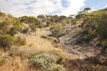 Fototapeta na wymiar Nullarbor Plain, Western Australia
