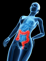 medical 3d illustration - female anatomy - colon