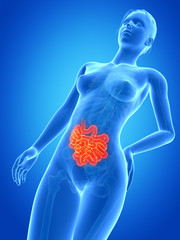 medical 3d illustration - female anatomy - small intestine