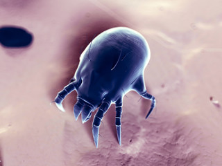 medical 3d illustration - typical dust mite