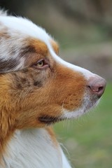 Australian Shepherd head from side