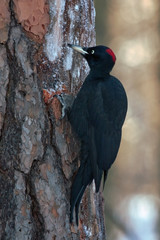 Black Woodpecker sitting on the tree (Dryocopus martius, male)