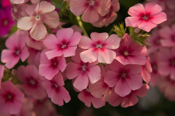 .pink flowers