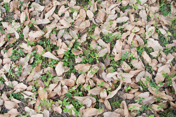 Leaves on the ground