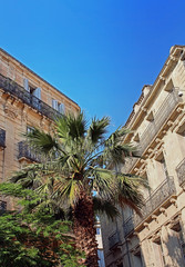 Fototapeta na wymiar palmy i stare budynki w Montpellier