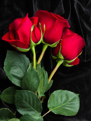 Beautiful red rose on black satin