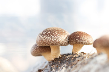 Shiitake mushroom growing on trees