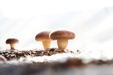 Shiitake mushroom growing on trees