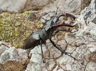Male stag beetle, Lucanus cervus, damaged
