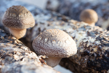shiitake mushrooms being cultivated the traditional organic way