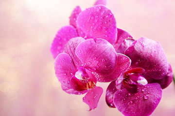 Fototapeta na wymiar Piękne kwitnienie storczyków na jasnym tle koloru