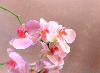 Naklejka na ściany i meble Beautiful blooming orchid on light color background