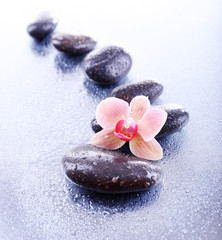 Composition with beautiful blooming orchid with water drops and