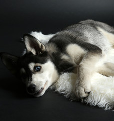 Beautiful cute husky puppy, on black background