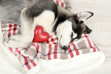 Beautiful cute husky puppy in room © Africa Studio