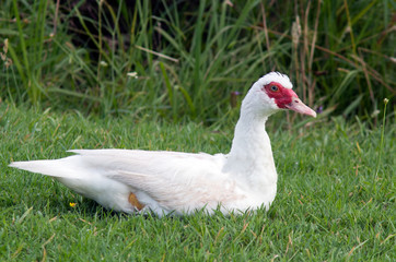 White goose with red beak