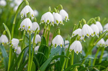 spring snowflake flowers