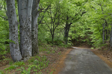 Panorama of picturesque forest and road