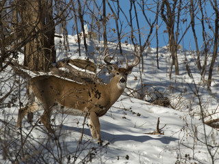 Large Whitetailed Deer