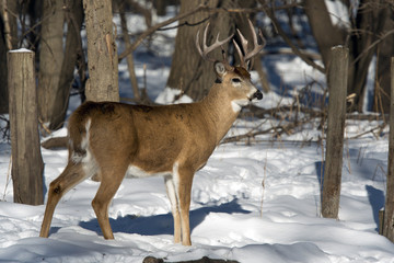 Whitetail Buck in the winter