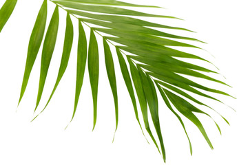 Green leaf  of palm tree (Howea) isolated on white