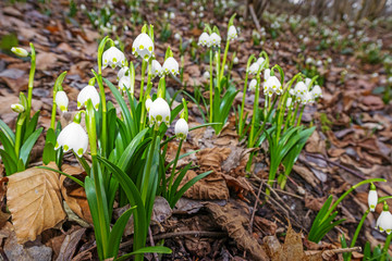 wild snowflake flowers in a forest