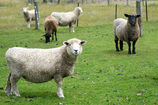 Agriculture in New Zealand NZ NZL