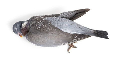 Side view of a dead Rock Pigeon covered with dew drops, Columba