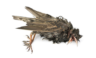 Side view of a dead Common Starling in state of decomposition