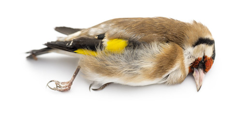 Side view of a dead European Goldfinch, Carduelis carduelis