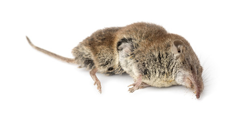 Dead Greater white-toothed shrew, Crocidura russula, isolated