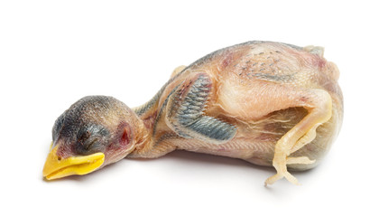 Dead young House Sparrow, Passer domesticus, isolated on white