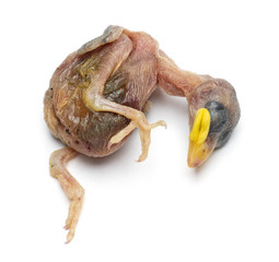 Dead young House Sparrow, Passer domesticus, isolated on white