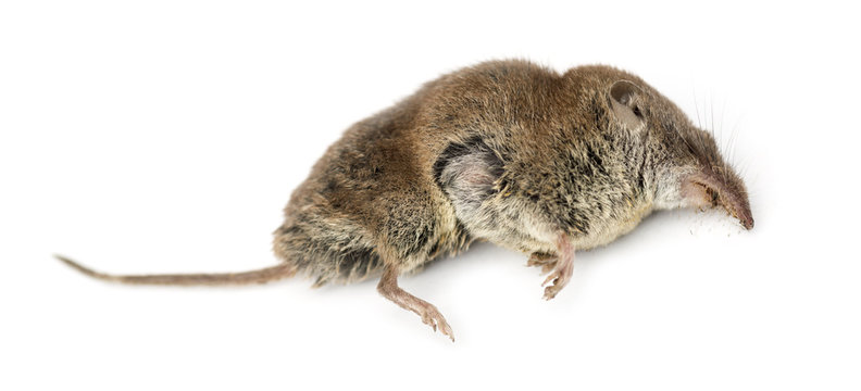 Dead Greater white-toothed shrew, Crocidura russula, isolated