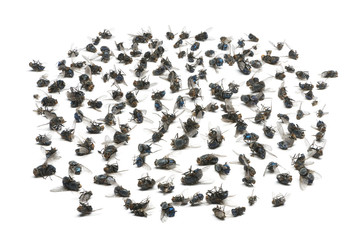 Group of dead flies, isolated on white