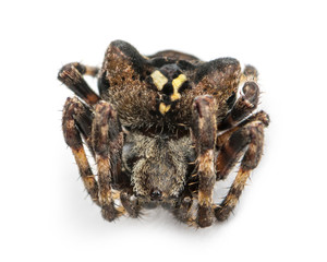 Dead European garden spider, Araneus diadematus, isolated