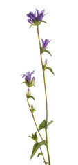 Fototapeta na wymiar Wild flowering plant, isolated on white