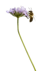 Side view of a  European honey bee landed on a flowering plant