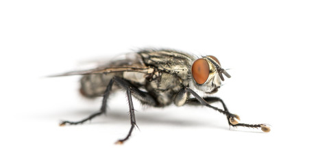 Flesh fly, Sarcophagidae, isolated on white