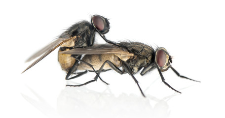 Side view of two House flies copulating, Muscidae, isolated