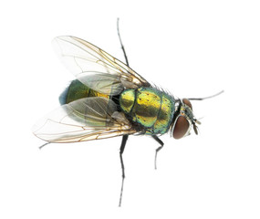 Common green bottle fly viewed from up high, Phaenicia sericata
