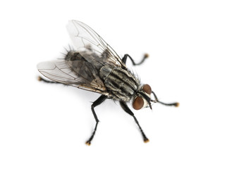 Flesh fly viewed from up high, Sarcophagidae, isolated on white